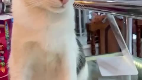 Funny cat 😹🐈#funny #funnyanimal #viral