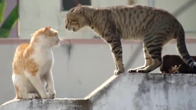 Real Cat Fight ( Watch With Sound)