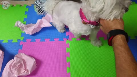 FIESTA SORPRESA de CUMPLEAÑOS de MI PERRO! 🎂🎉