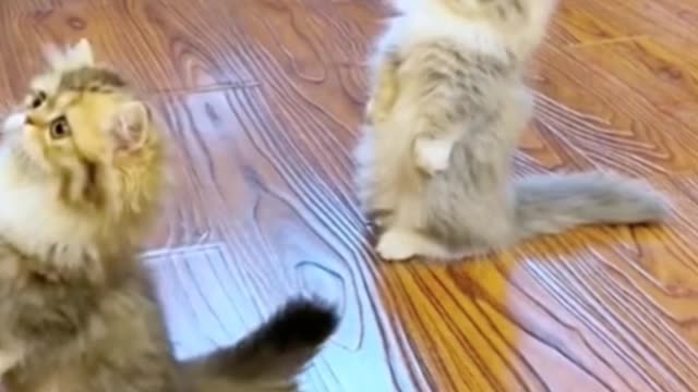 Two "groundhog" cats. Do you like them?