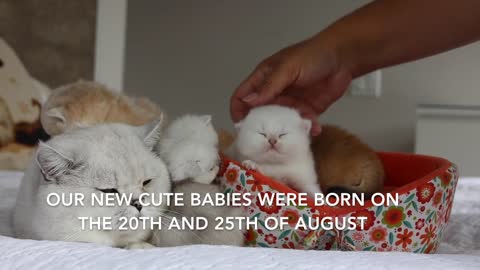 British shorthair cat meeting his kittens for the first time