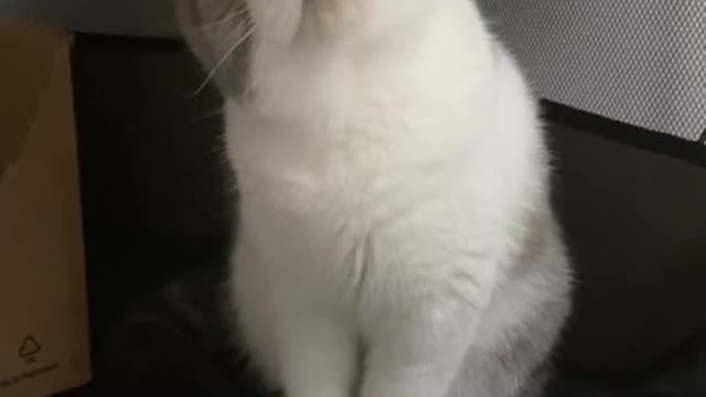 Funny face of my cat