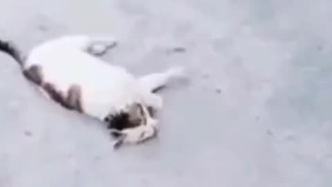 Cat funny video