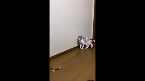 cat would rather entertain itself