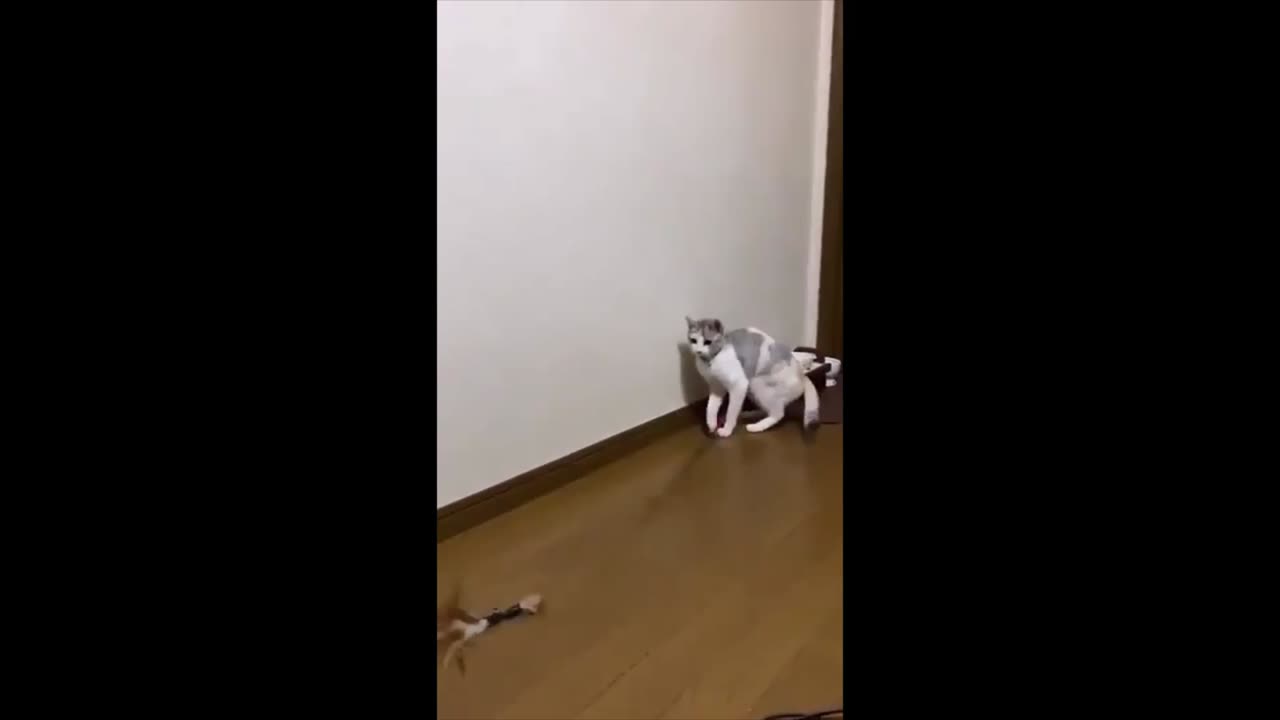 cat would rather entertain itself