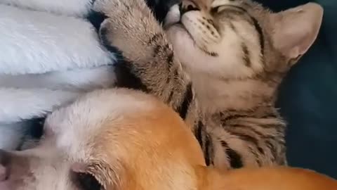 Dog and cat in love! Italian Chihuahua