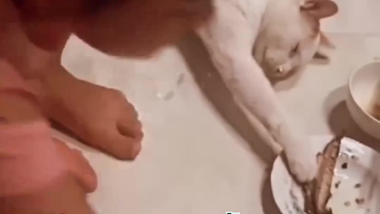 Funny and Cute Cats Videos #450