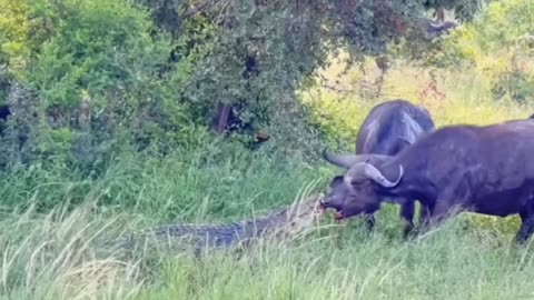Agressive attack on forest animals
