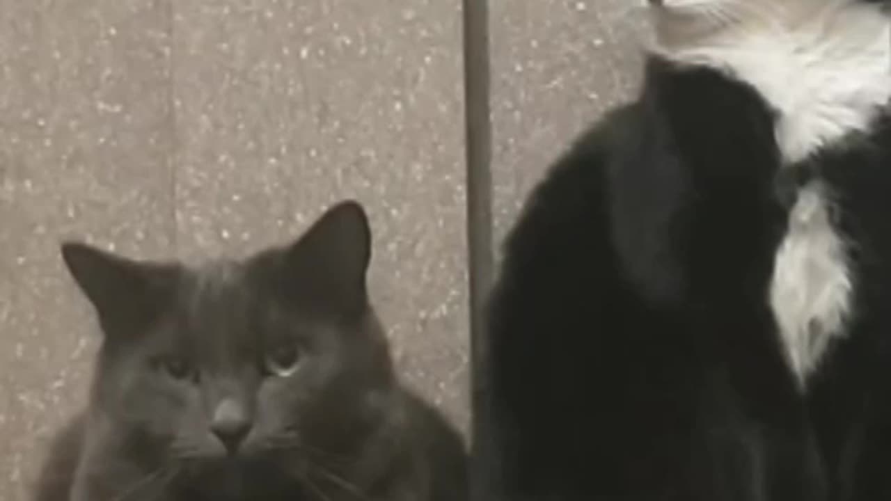 Funny Animal Video