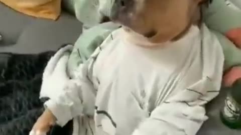 Funny dog