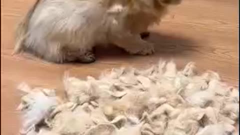 Dogs Cuddle Groomer Deshedding Brush