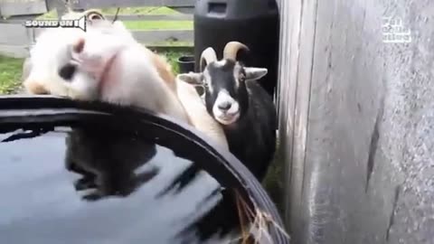 Funniest Farm Animals😂