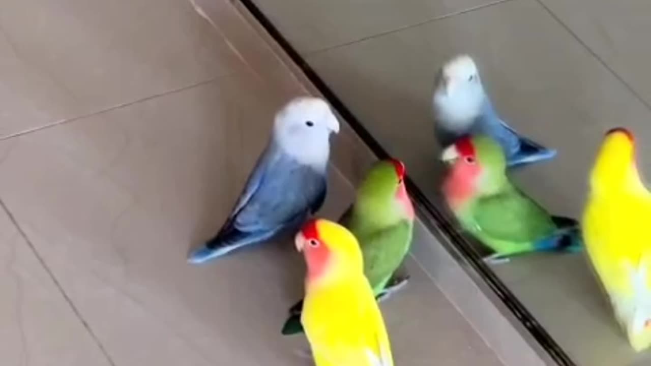 Beautiful Bird Adorable HD Photography By Nature