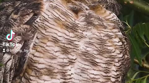 I like birds