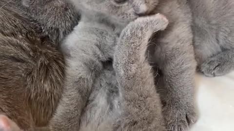 cute cat