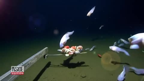 Strange Creatures JUST FOUND In The Amazon River