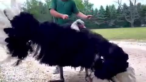 BIRD HAS MOVE