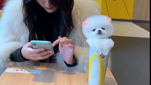 Cute Puppy Funny Clips.....Click Below for Develop Hidden Intelligence Of Your Dog....