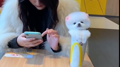 Cute Puppy Funny Clips.....Click Below for Develop Hidden Intelligence Of Your Dog....