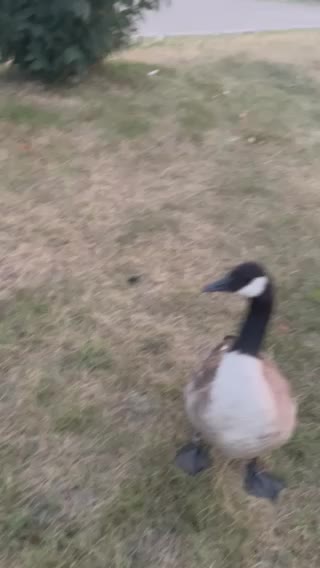 Goose with its babies who become youth