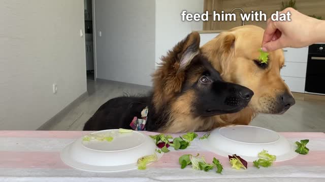 Dog Reviews Food with German Shepherd Brother - Part 2