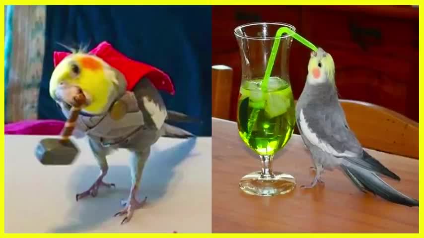 Parrot Funnier Than You Think😅😂🤣 - Funny Pets Compilation