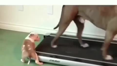 Of pet