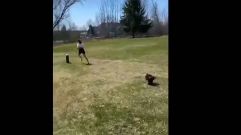 THE CHICKEN ATTACKED THE GIRL. SHOCK