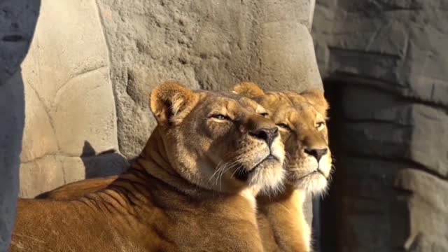 the lion ranged throughout Africa, Southeast Europe, the Caucasus