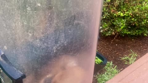 Chubby Cheeks Complicate Chipmunk's Exit Strategy