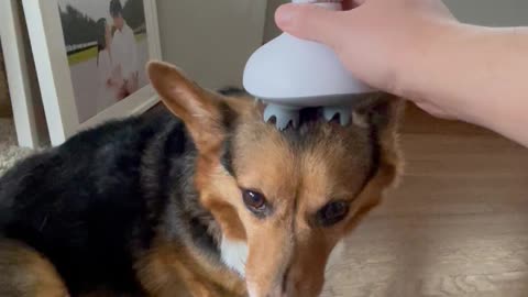 Corgi Massage