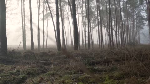 4K Virtual Forest Walk along Middle Fork Trail at Snoqualmie region. Part 1- 3 HR Relax Musi