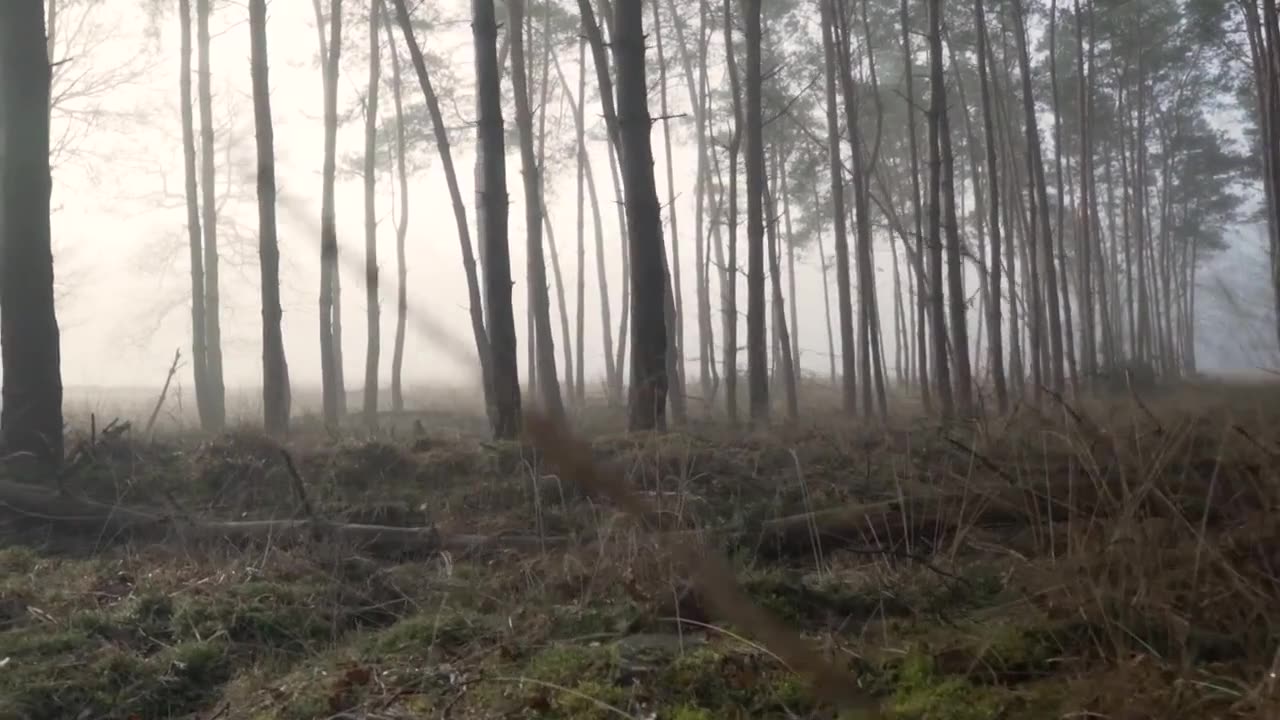 4K Virtual Forest Walk along Middle Fork Trail at Snoqualmie region. Part 1- 3 HR Relax Musi