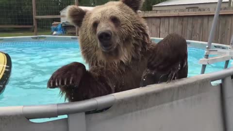 Grizzly Bear Belly Flops Right Into Pool Then Turns Around And Gives Camera Huge Smile