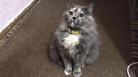 Funny Cat looks Confused