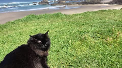 This clumsy kitty with Wobbly
