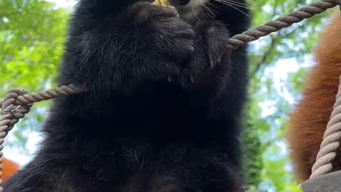 I'll show you the red panda at 9:00 a.m