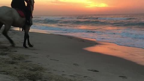 Horses and sunset