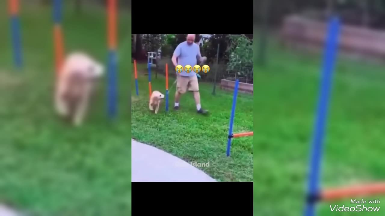 Dog & Cat Funny Video (Animals Funny videos)