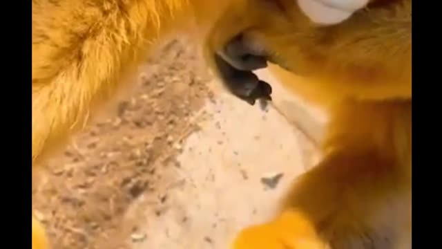 So cute!!!🐵🐵#monkey
