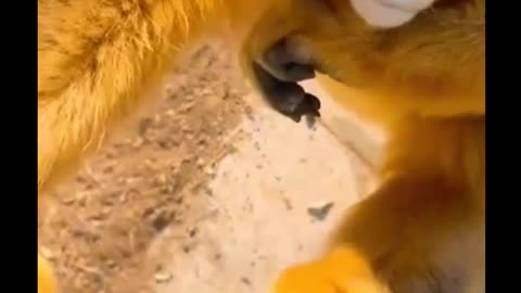 So cute!!!🐵🐵#monkey