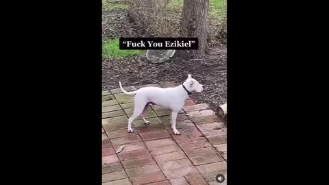 HOW TO DOGS ARE FIGHT TO EACH OTHER.
