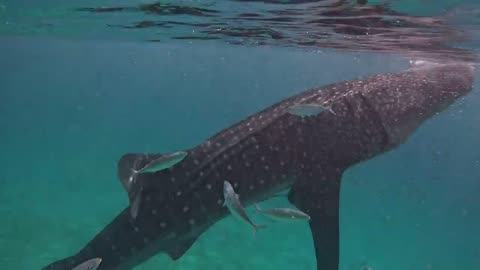 whale shark 😍