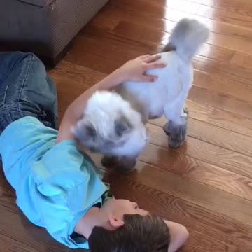 Gato da amor incondicional a un niño