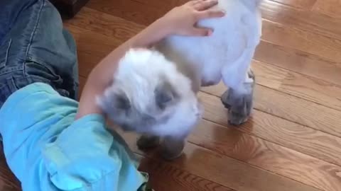 Gato da amor incondicional a un niño