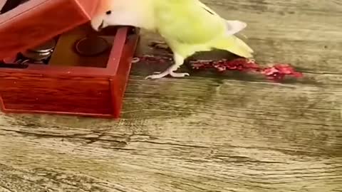 Indian Ringneck Season 💝