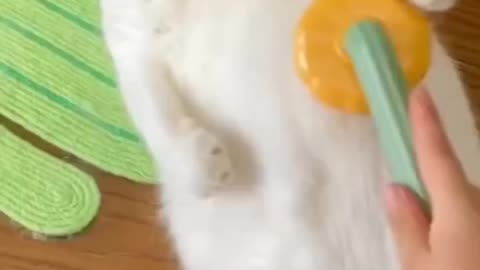 Funny crazy angry 🐱