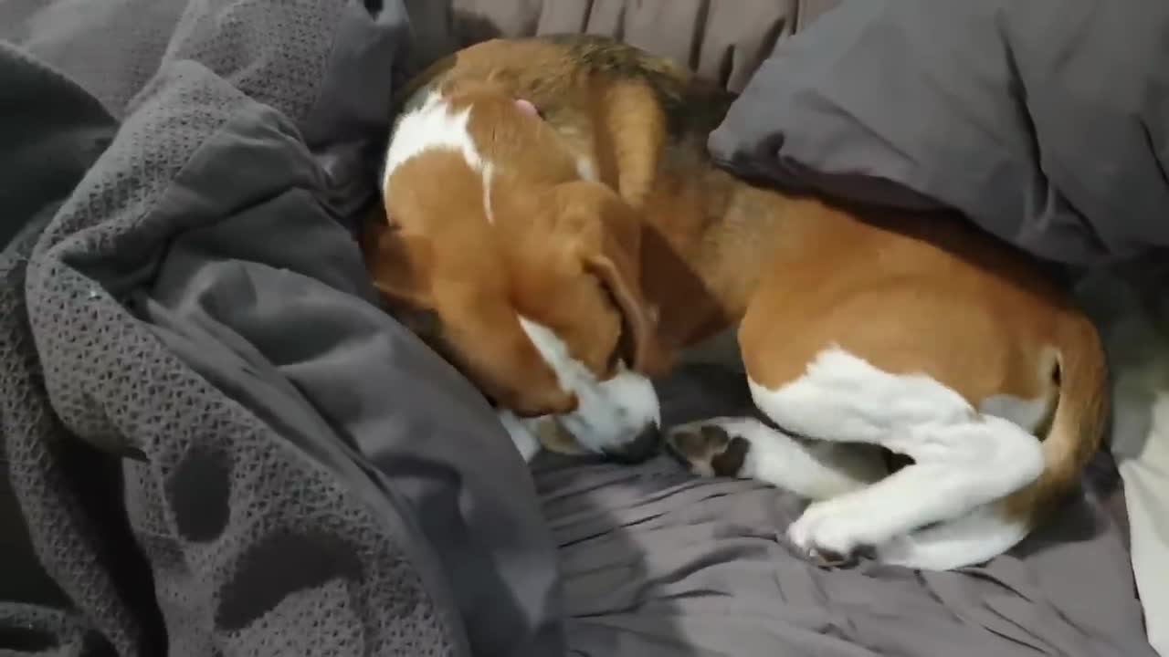 Beagle bonito não quer sair da cama