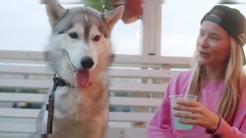 Husky Dogs