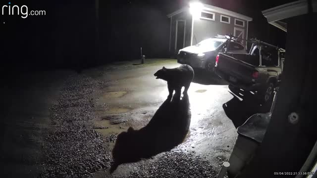 Cats do the darndest things